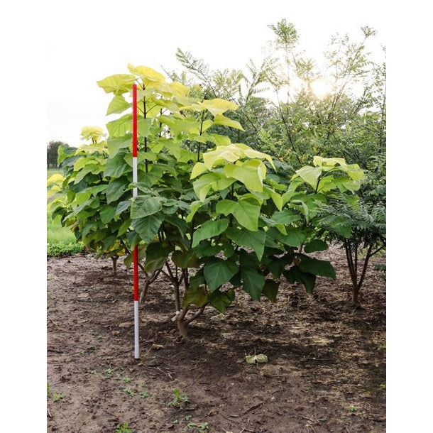 Katalpa - Catalpa bignonioides 'Aurea' 200-250 MS